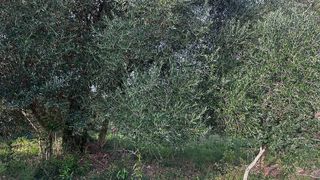 Terreno en venta en Cassà de la Selva