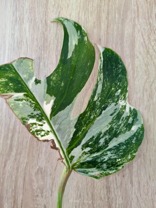 Esqueje Monstera Albo Variegata enraizado (1)