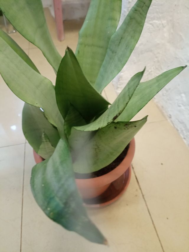 Planta Sansevieria en maceta