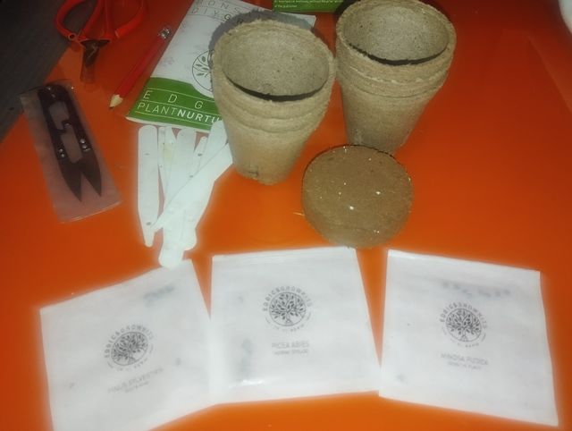 Kit Cultivo Bonsái DIY