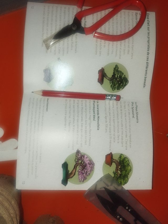 Kit Cultivo Bonsái DIY