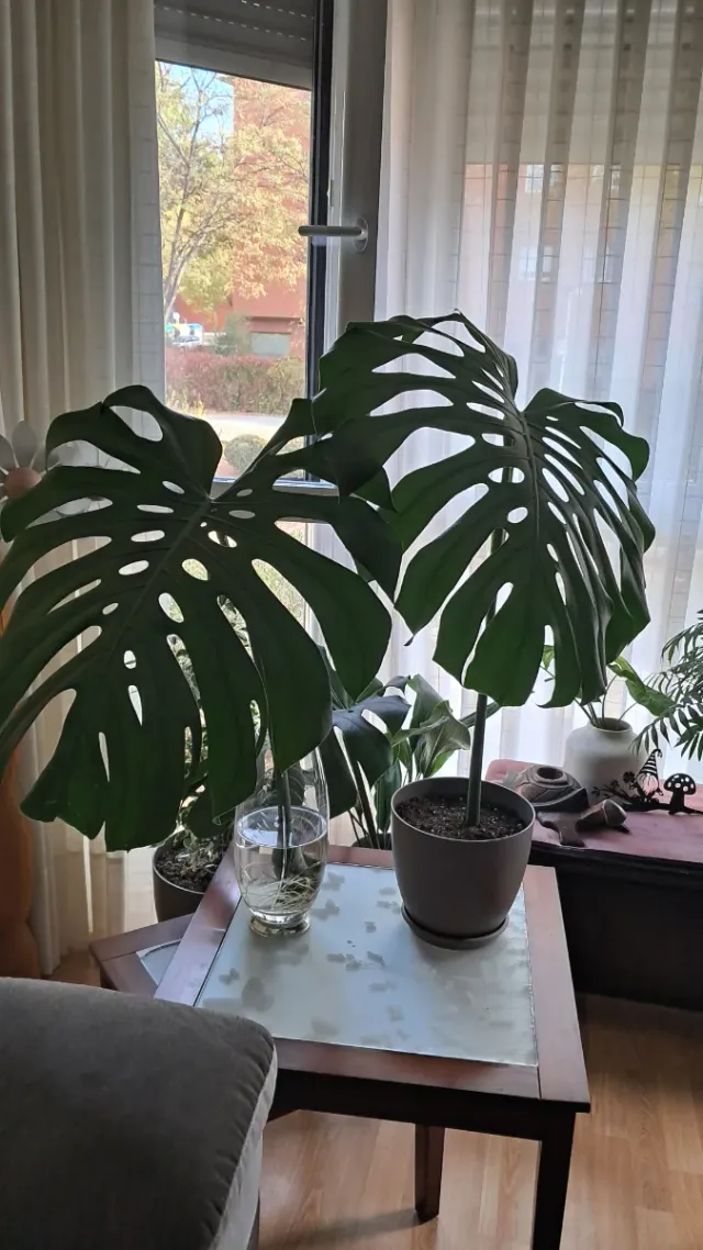 Monstera Deliciosa Esqueje