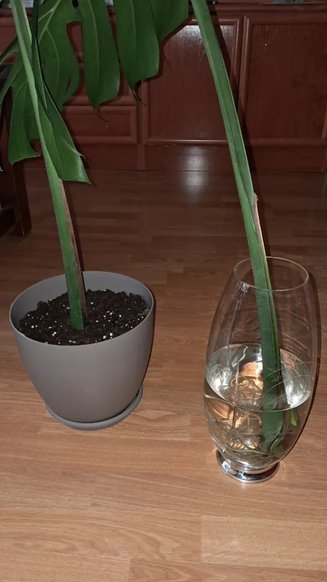 Monstera Deliciosa Esqueje