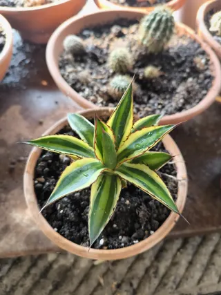 Agave lepantha qadricolor come in foto pianta gras