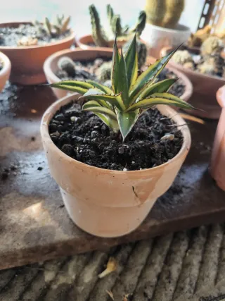 Agave lepantha qadricolor come in foto pianta gras