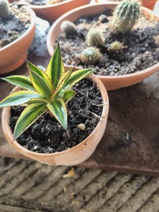 Agave lepantha qadricolor come in foto pianta gras