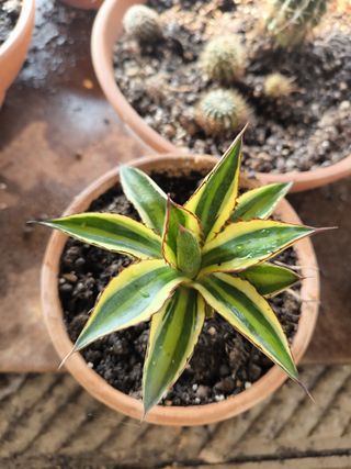 Agave lepantha qadricolor come in foto pianta gras