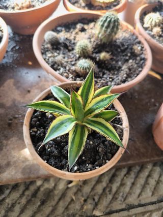 Agave lepantha qadricolor come in foto pianta gras