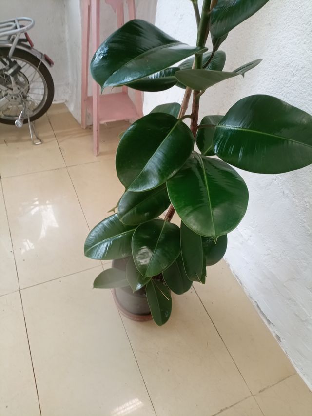 Planta Ficus Lyrata verde oscuro.