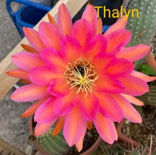 Cactus Trichocereus Thalyn