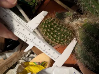 Cactus Trichocereus Thalyn