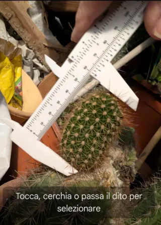 Cactus Trichocereus Thalyn