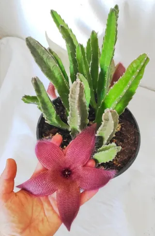 Planta natural Stapelia.