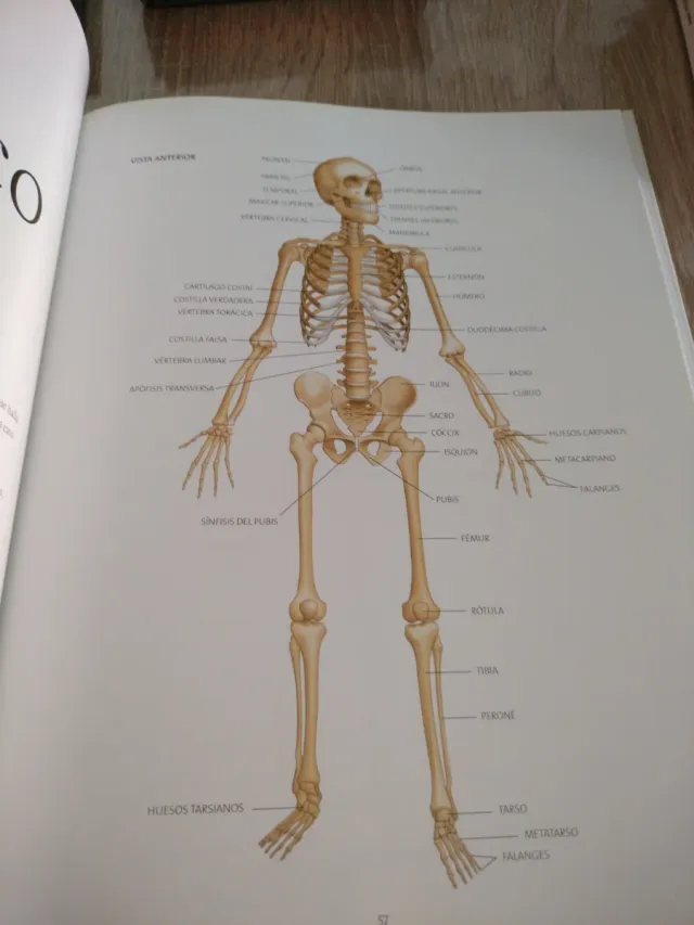 Libro de anatomía, células, tejidos y sistemas.