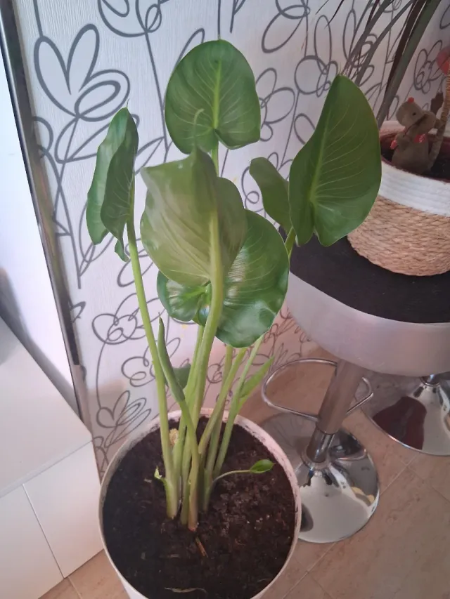 Planta de interior con maceta blanca