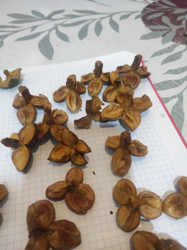 50 Flores de Camelia Secas