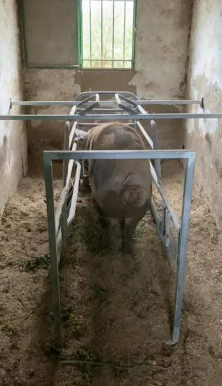 Marranera para cerdo