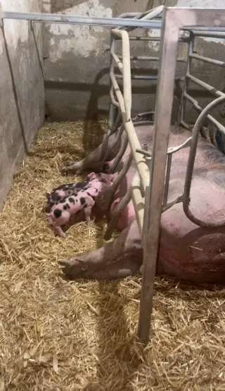 Marranera para cerdo