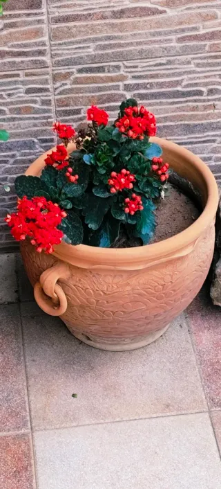 #OFERTA#MACETERO ARTESANAL CON PLANTA INCLUIDA .
