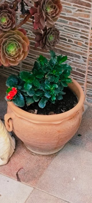 #OFERTA#MACETERO ARTESANAL CON PLANTA INCLUIDA .