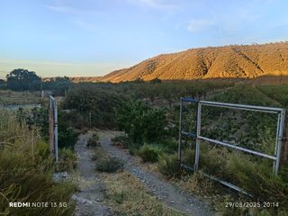 Finca de cerezos y almendros en venta