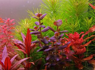 Lote de 8 plantas de acuario ROJAS/COLORIDAS