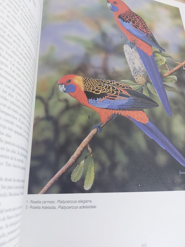 Atlas de Loros Dr. David Alderton