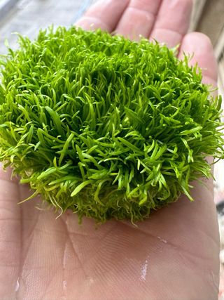 Lote 18 plantas de acuario SUPER OFERTA!!! VARIADO
