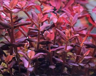 Lote 18 plantas de acuario SUPER OFERTA!!! VARIADO
