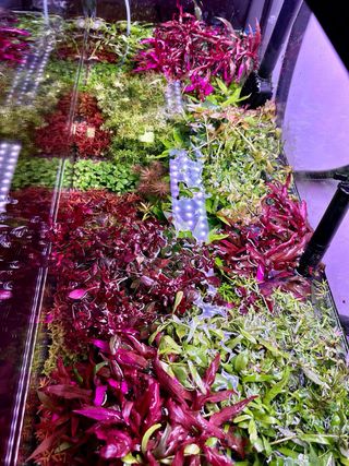 Lote 18 plantas de acuario SUPER OFERTA!!! VARIADO