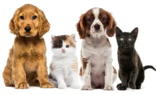 Cuidadora de animales ,niños y ancianos.