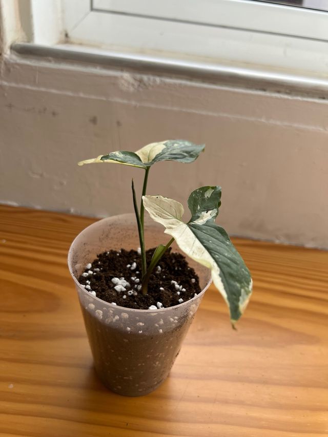 Syngonium variegata planta