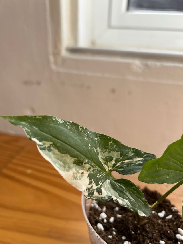 Syngonium Albo Variegata 2