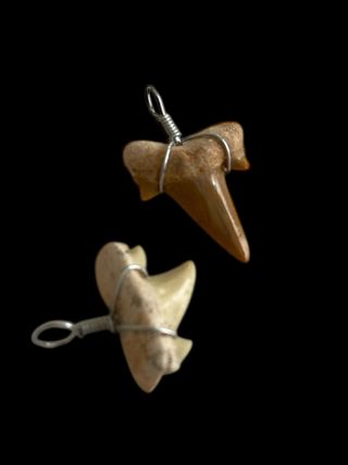 Colgantes Fósiles Naturales