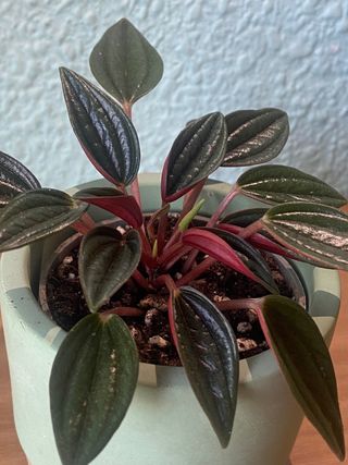 Peperomia Rosso
