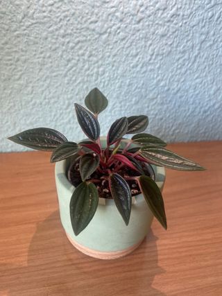 Peperomia Rosso
