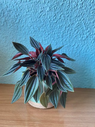 Peperomia Rosso