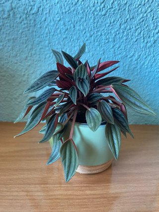 Peperomia Rosso