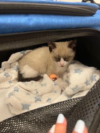 cuidadora de gatos - Profesional - Cat sitter 