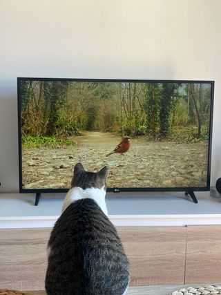 cuidadora de gatos - Profesional - Cat sitter 