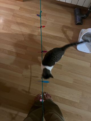 cuidadora de gatos - Profesional - Cat sitter 