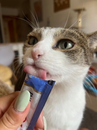 cuidadora de gatos - Profesional - Cat sitter 