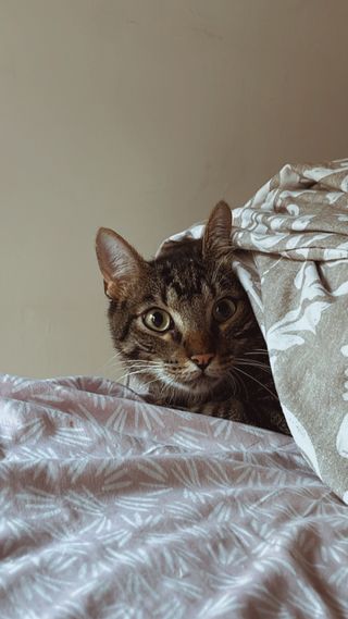 cuidadora de gatos - Profesional - Cat sitter 