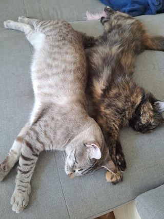 cuidadora de gatos - Profesional - Cat sitter 