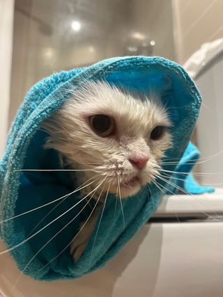 cuidadora de gatos - Profesional - Cat sitter 