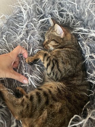 cuidadora de gatos - Profesional - Cat sitter 