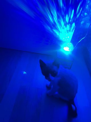 cuidadora de gatos - Profesional - Cat sitter