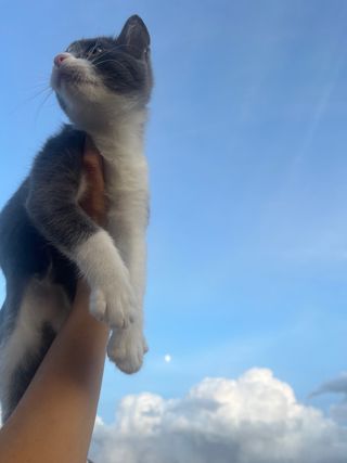 cuidadora de gatos - Profesional - Cat sitter