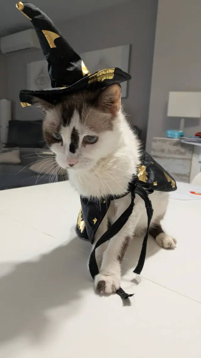 Disfraz Halloween para Gato / Perro