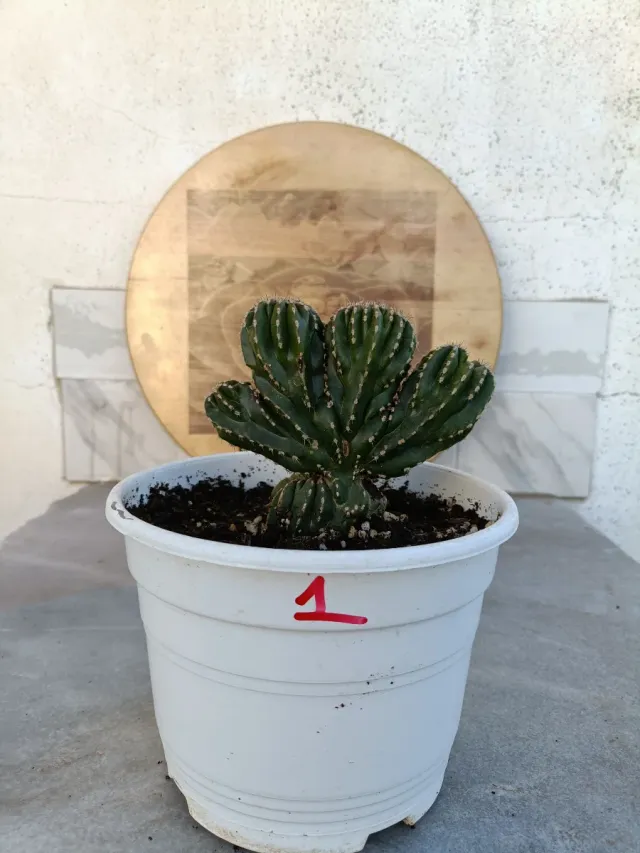 Marginatocereus Marginatus cristata #1